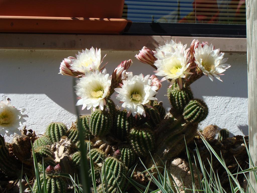 Hostal Les Fonts Castellar De N'Hug Exterior foto